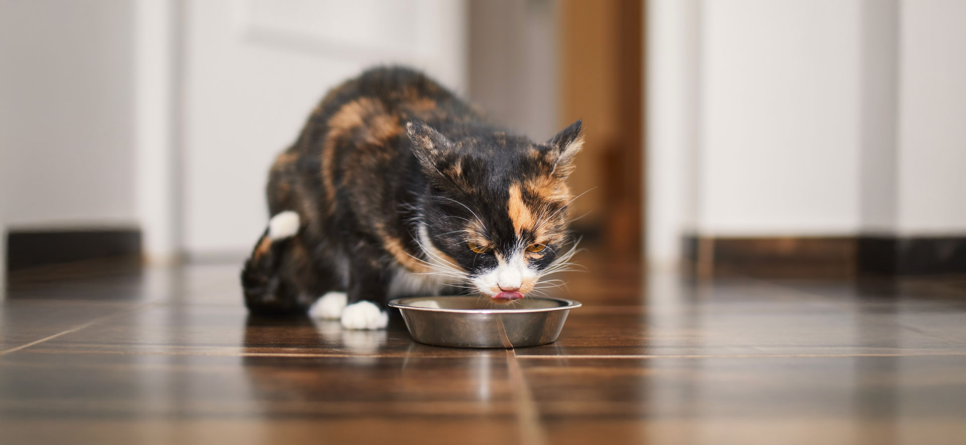 como combinar comida húmeda y seca para gatos